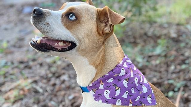 ? 5 Fun Things To Sew For Halloween | DIY Halloween