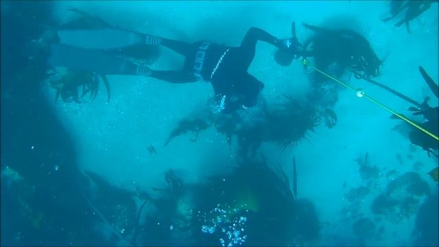 Pure Apnea Level 1 Freediver Course смотреть онлайн