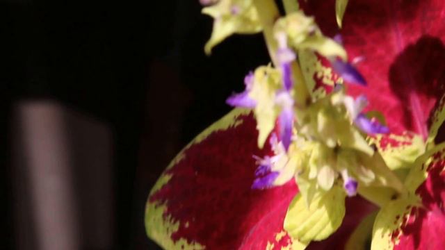 Bumblebee visitor (250 species) - #Bumblebee #INSECTS #Nature #Ontario #CANADA смотреть онлайн