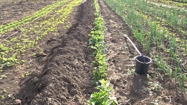 Мульчирование траншейной грядки. смотреть онлайн