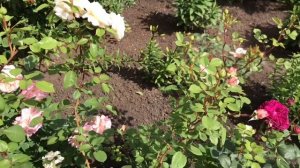 Английские розы. Плюсы и минусы по сортам (3 зона)