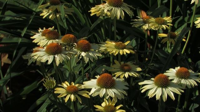Cone Flowers: Rose-Hill Gardens Video Series Episode 10 смотреть онлайн
