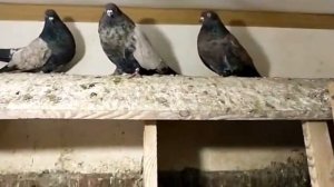 " КИРОВОГРАДСКИЕ ГОЛУБИ - БОРИСА СЕМЕНЕНКО." И ГОЛУБИ АЛЕКСЕЯ ШАФОРОСТОВА." 29.01.2021.Г.