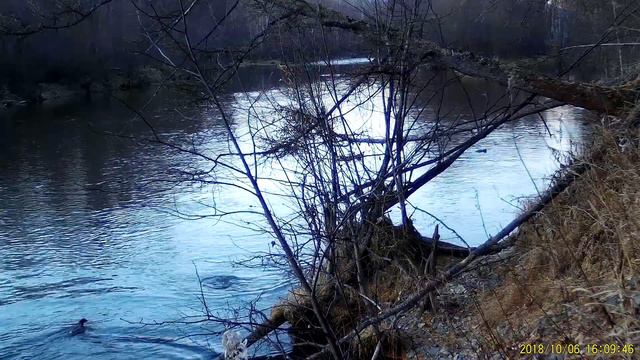 Заповедник "Магаданский". Атака самца кеты. смотреть онлайн