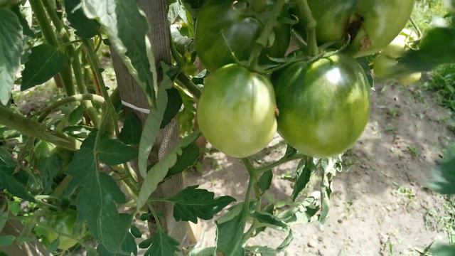 10 07 2018г Снимаем первый уражай помидор в открытом грунте смотреть онлайн