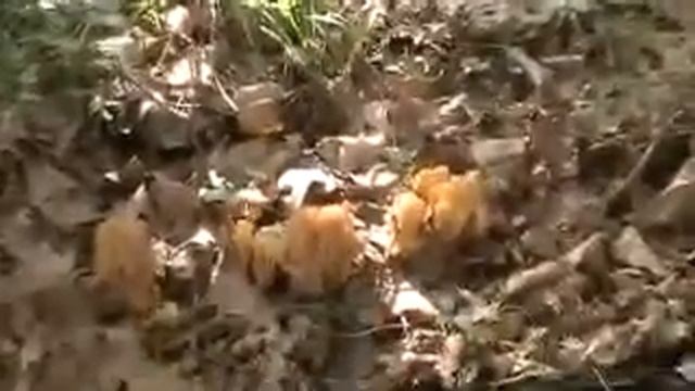 mushroom hunting смотреть онлайн