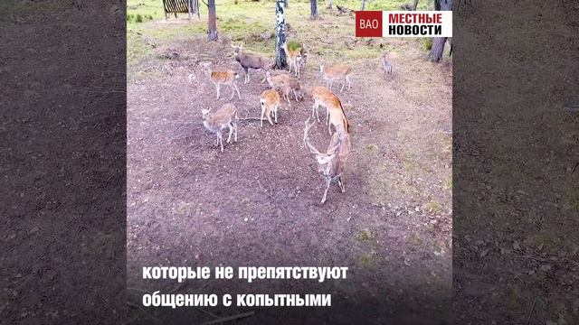 Ветераны Восточного округа побывали на лосиной биостанции смотреть онлайн