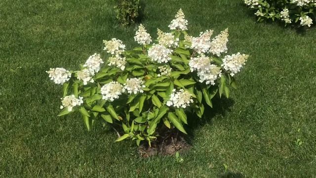 Гортензия метельчатая Пинки Винки в начале августа смотреть онлайн