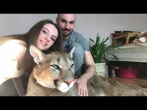 Стрим “Как помыть пуму.Сиквел”