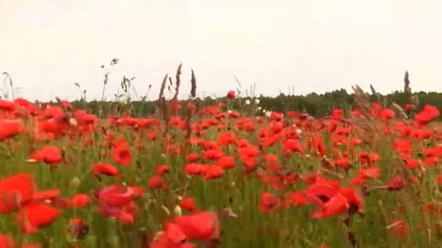 Вот это красотище! Скучаю по лету... смотреть онлайн