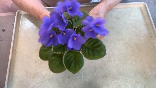 ФИАЛКИ цветут! Обзор сортов. What's blooming - review African Violet types смотреть онлайн