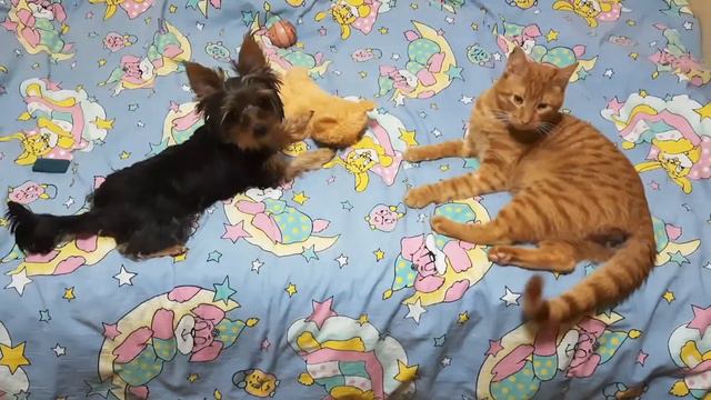 -- На медведя я , друзья, выйду без испуга!
💕 Моника & Симба смотреть онлайн