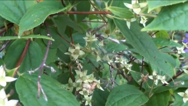 Златоглазка - полезное насекомое смотреть онлайн