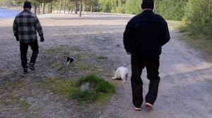 ПУТЕШЕСТВИЕ В КАРЕЛИЮ с животными: кошка и собаки (часть 1)