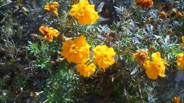 БЕСПЛАТНЫЙ УКРЫВНОЙ МАТЕРИАЛ смотреть онлайн