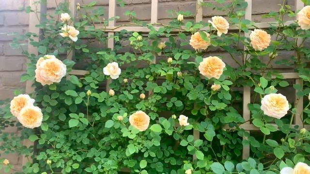 BATHSHEBA Climbing Rose (David Austin Rose ) смотреть онлайн