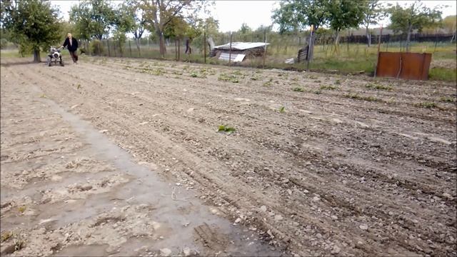 Боронование мотоблоком. Бороны тщательно отобраны у лошадки. смотреть онлайн