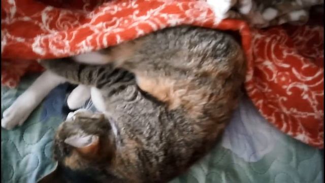 Пледы Paters смотреть онлайн