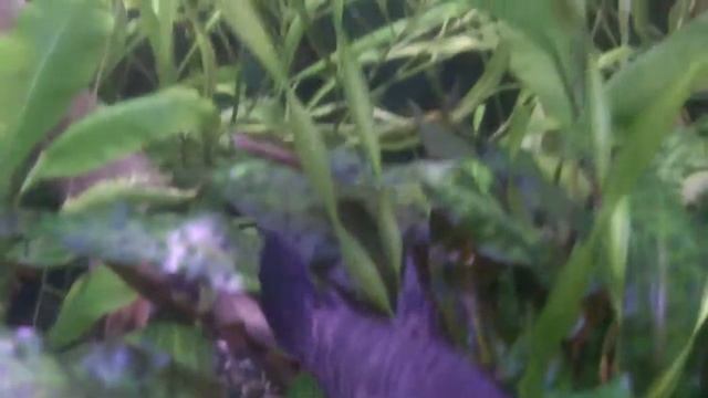 сомик таракатум