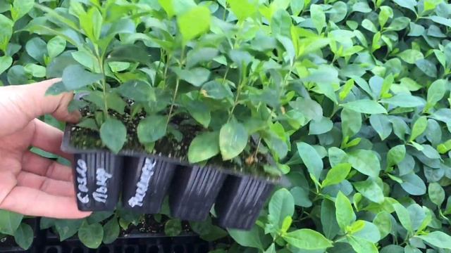 Меристемная рассада флокса метельчатого смотреть онлайн