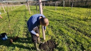 Как правильно посадить киви