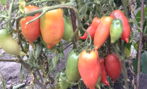 Томат - "Корейский длинноплодный".