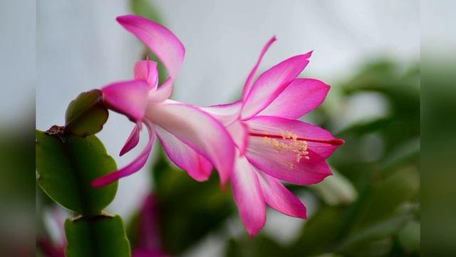 Какие есть 5 групп кактусов в зависимости от природных условий произрастания