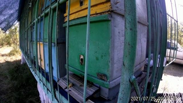 Есть рекорд-150 кг мёда на К.У. Почему я не качаю мёд подсолнуха. смотреть онлайн
