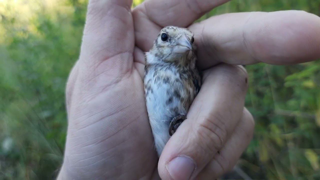 Ловля щеглов на западню 16 августа 2022 год. смотреть онлайн
