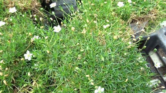 Sagina subulata (Sw.) C. Presl (úrazník šídlovitý) смотреть онлайн