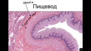 Гистология пищевода | Разбор гистологического препарата