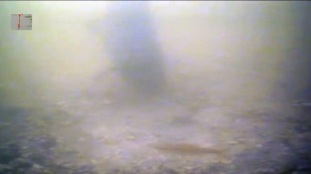 Поклевки КАРПА под водой. Насадка- кукуруза на волосе. Подводная Съемка, рыбалка, fishing смотреть онлайн