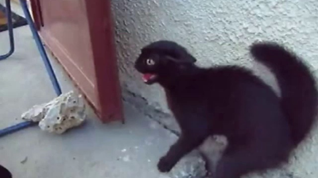 С этим котиком лучше не связываться смотреть онлайн