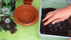 ПЕПЕРОМИЯ АРБУЗНАЯ /ПЕРЕСАДКА НОВИНКИ /peperomia argyreia ice queen