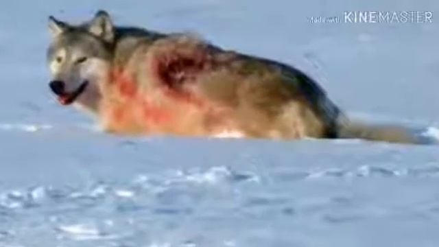 Стихотворение "Душа волка" смотреть онлайн