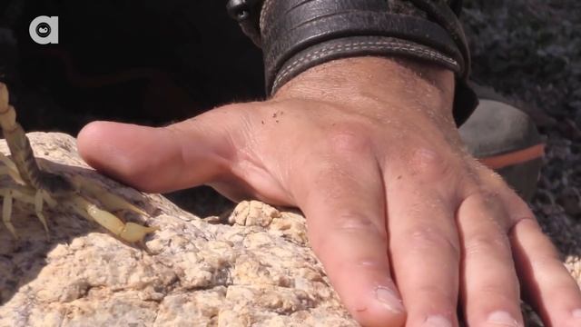 Stung By A Scorpion - With Sting Closeup!