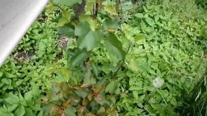 Абрикос Голд Рич, как перезимовал абрикос, Gold Rich