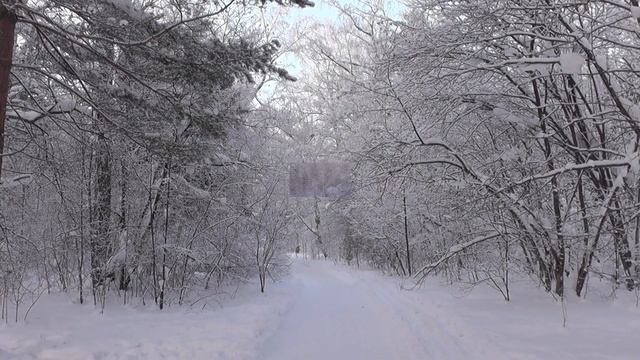 Сказочно красивый зимний Дендрологический парк в Новосибирске. Белки в парке. смотреть онлайн