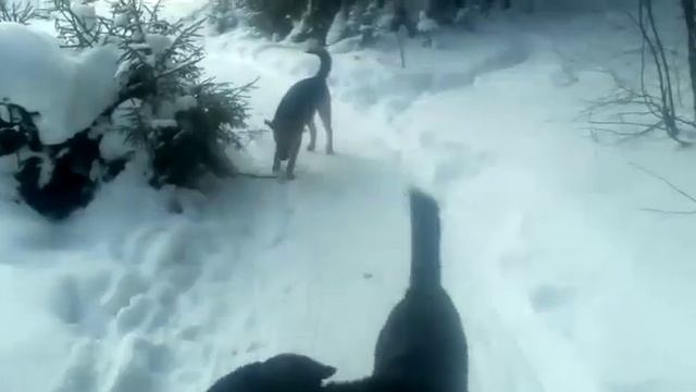 Светозар и чудесная палочка. смотреть онлайн