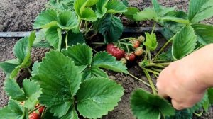 ??КЛУБНИКА МАШЕНЬКА. Мой отзыв