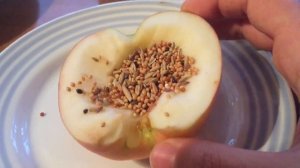 Как приучить попугая есть фрукты и овощи