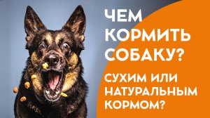 Чем кормить собаку, сухим или натуральным кормом?