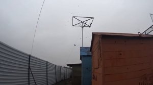 Николаевские голуби Звягина Сергея! Воронежская область!