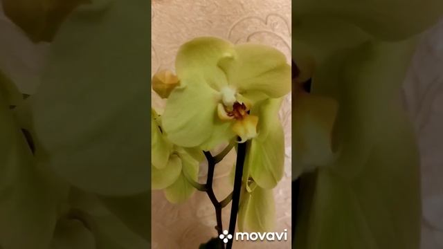 Орхідея Яра Брайт Yara Bright. Огляд та особливості сорту. смотреть онлайн