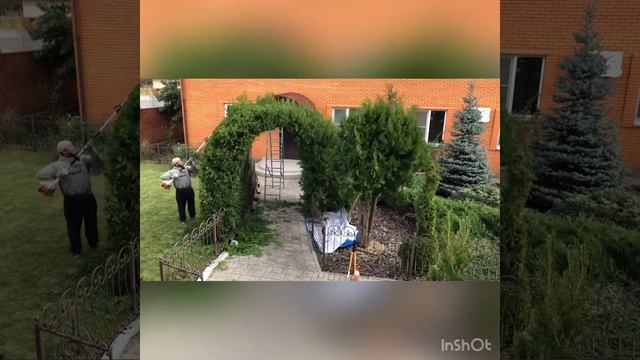 #topiary #аркастуи #туябрабант #мастерху #топиарнаястрижкахвойных #хочуврек Стрижка арки с туи. смотреть онлайн