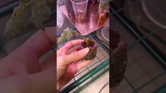 укоренённый черенок картофеля Сынок(богатырь) смотреть онлайн