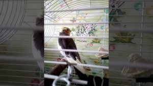 Корелла поет и говорит