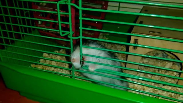 Хомяк хочет выбраться из клетки смотреть онлайн