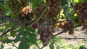 ГФ  винограда   Воплощение   2019