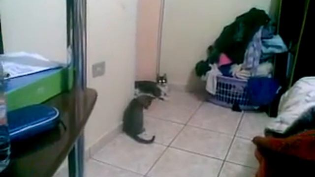 Qik - Cagao by Robson Albquerque смотреть онлайн